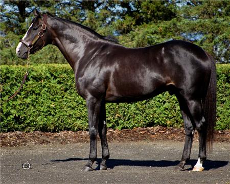 Repent - North America’s #1 Sire of 2YO SWs in 2011 – 5.